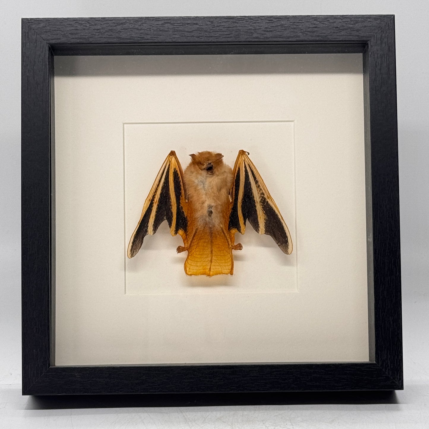 Kerivoula picta - vleermuis - gevouwen vleugels - diepe lijst 25x25 cm