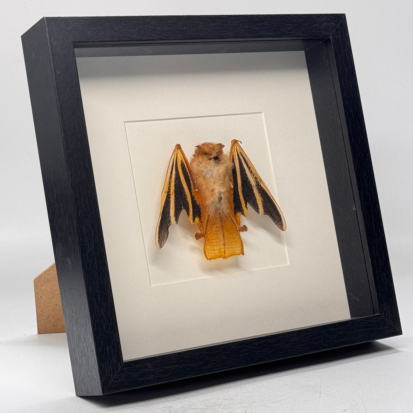Morpho didius dans un cadre profond 25x25 cm