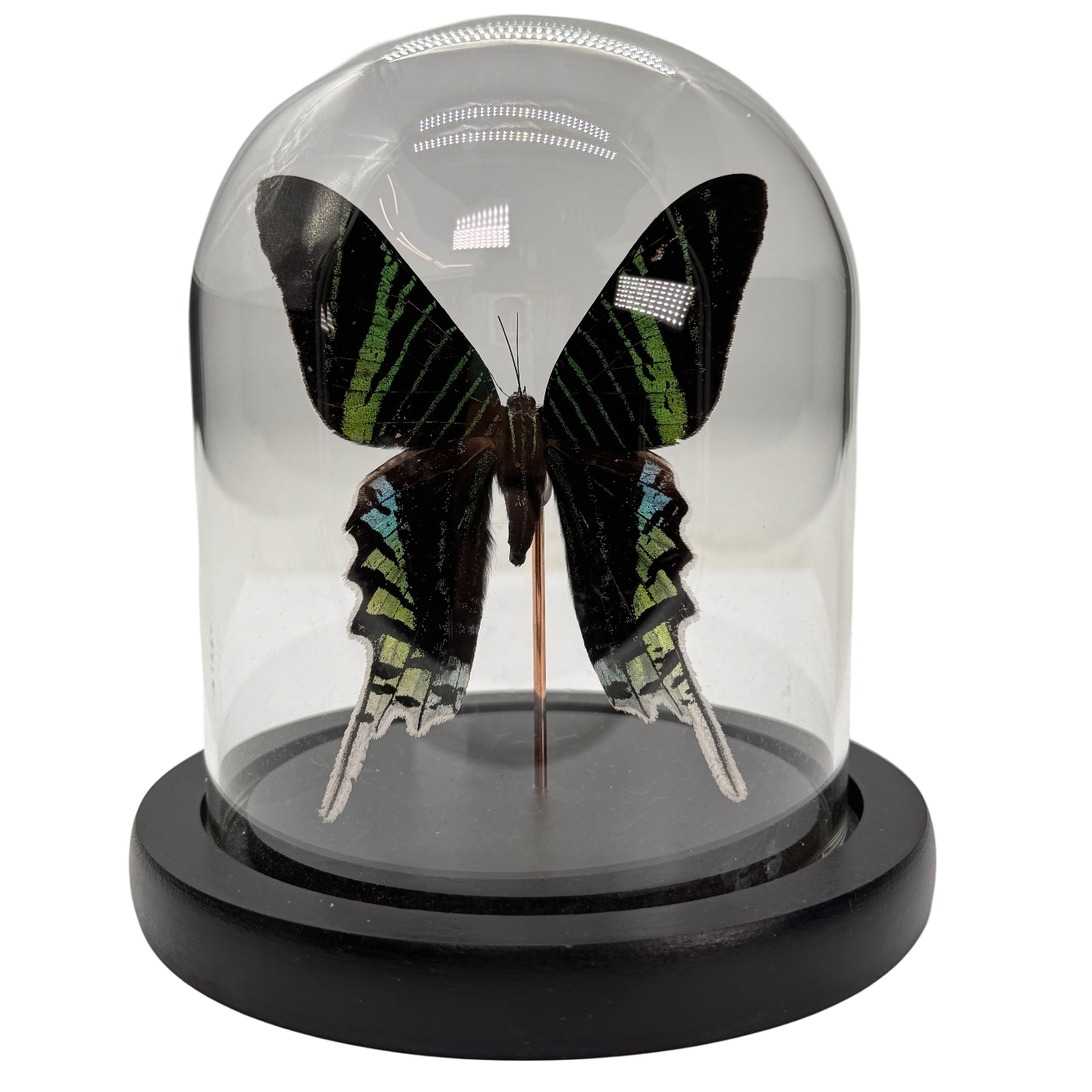 Papillon Urania leilus dans un dôme de verre