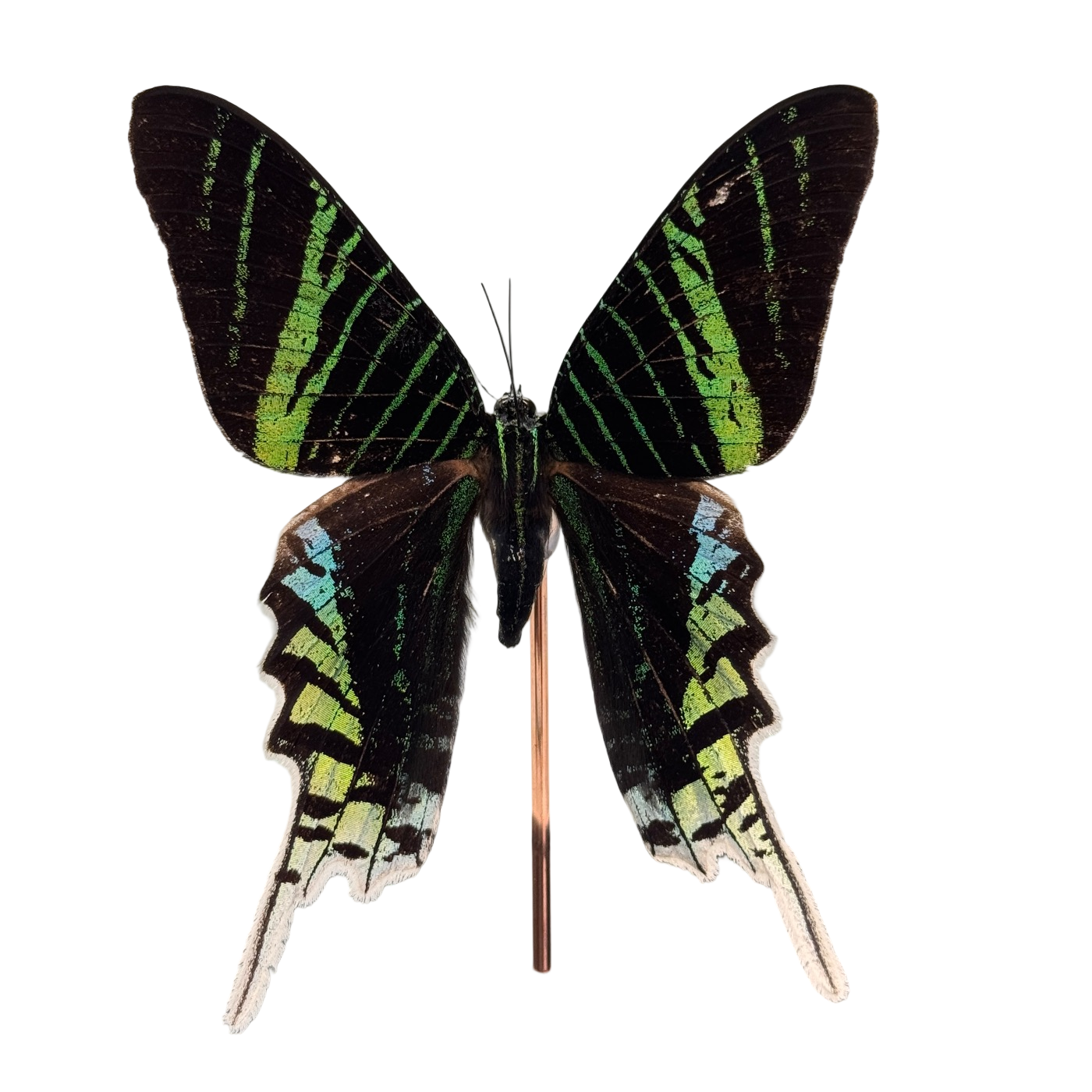 Urania leilus in glazen stolp vlinder