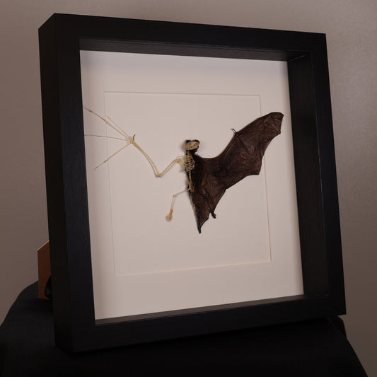 Squelette de chauve-souris – Pipistrellus imbricatus – Dans un luxueux cadre profond (25×25×4,5 cm)
