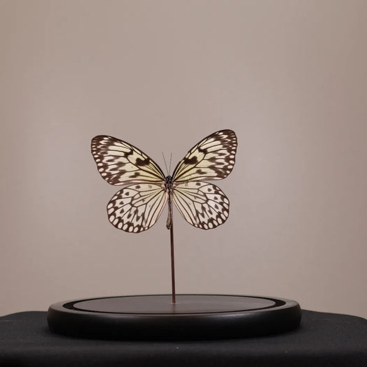 Idea leuconoe in stolp 17,5x17,5x20 cm