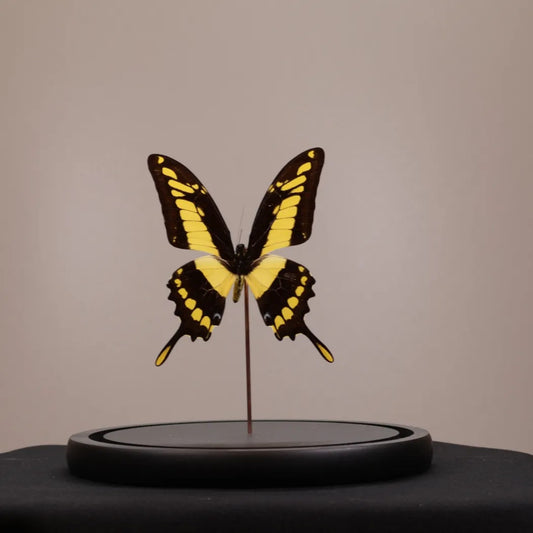Papilio thoas in stolp 17,5x17,5x20 cm