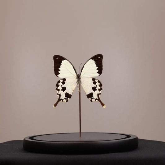 Papilio dardanus in stolp 17,5x17,5x20 cm