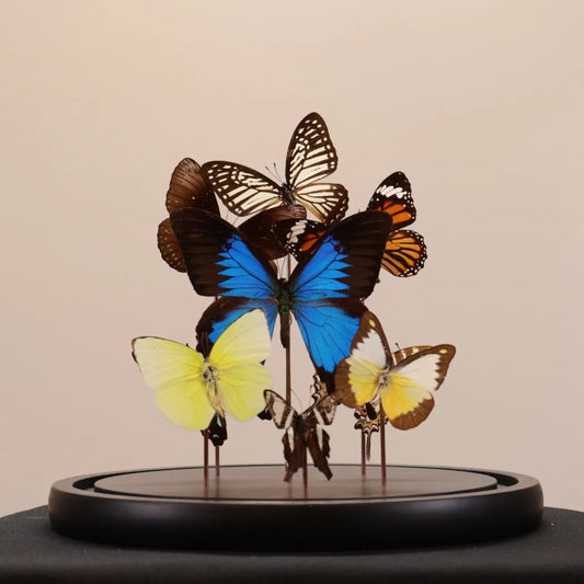 Vlinders mix met Papilio ulysses in stolp 23x23 cm