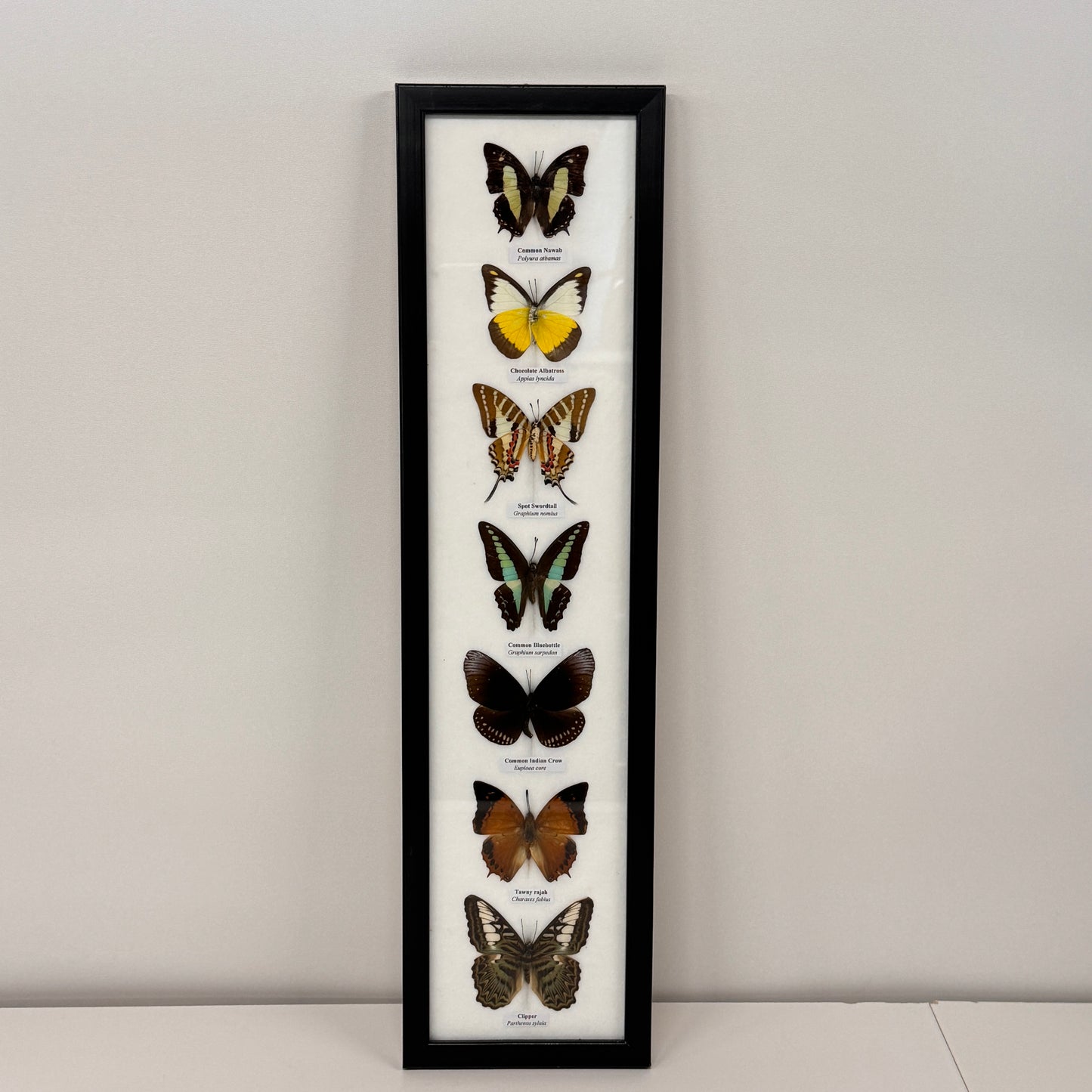 Lijst met 7 verschillende vlinders