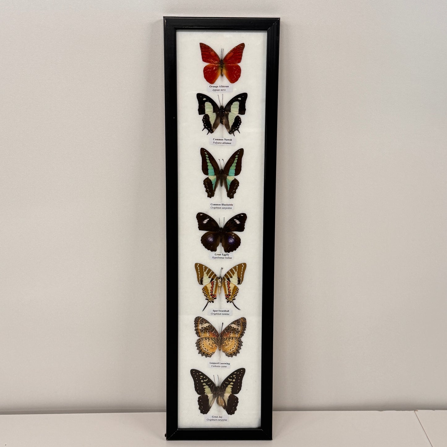 Lijst met 7 verschillende vlinders