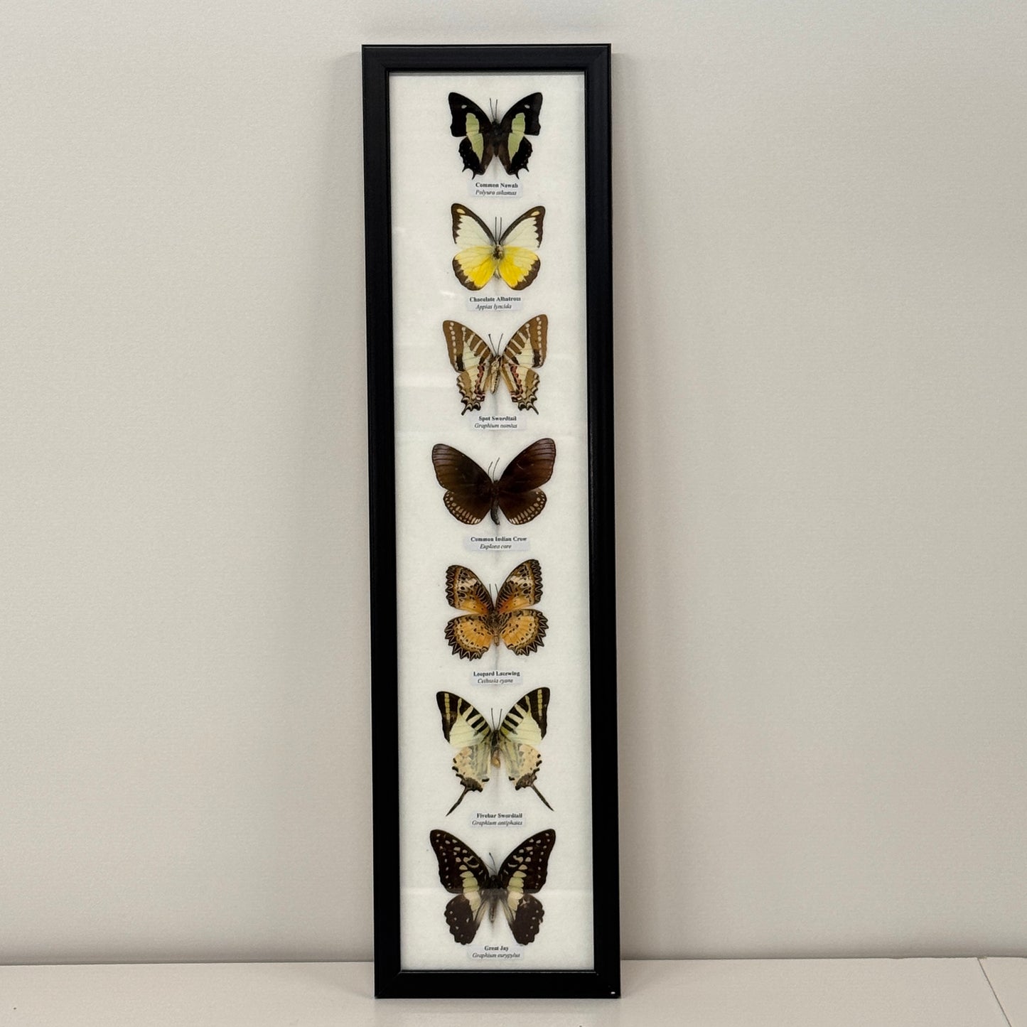 Lijst met 7 verschillende vlinders
