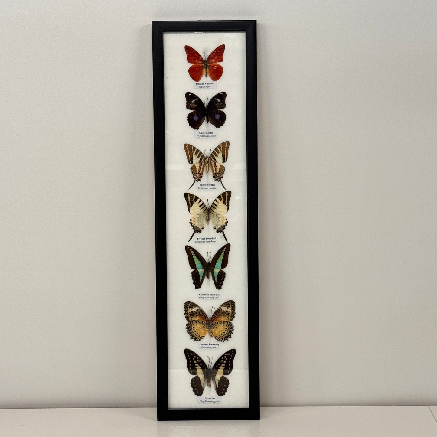 Lijst met 7 verschillende vlinders