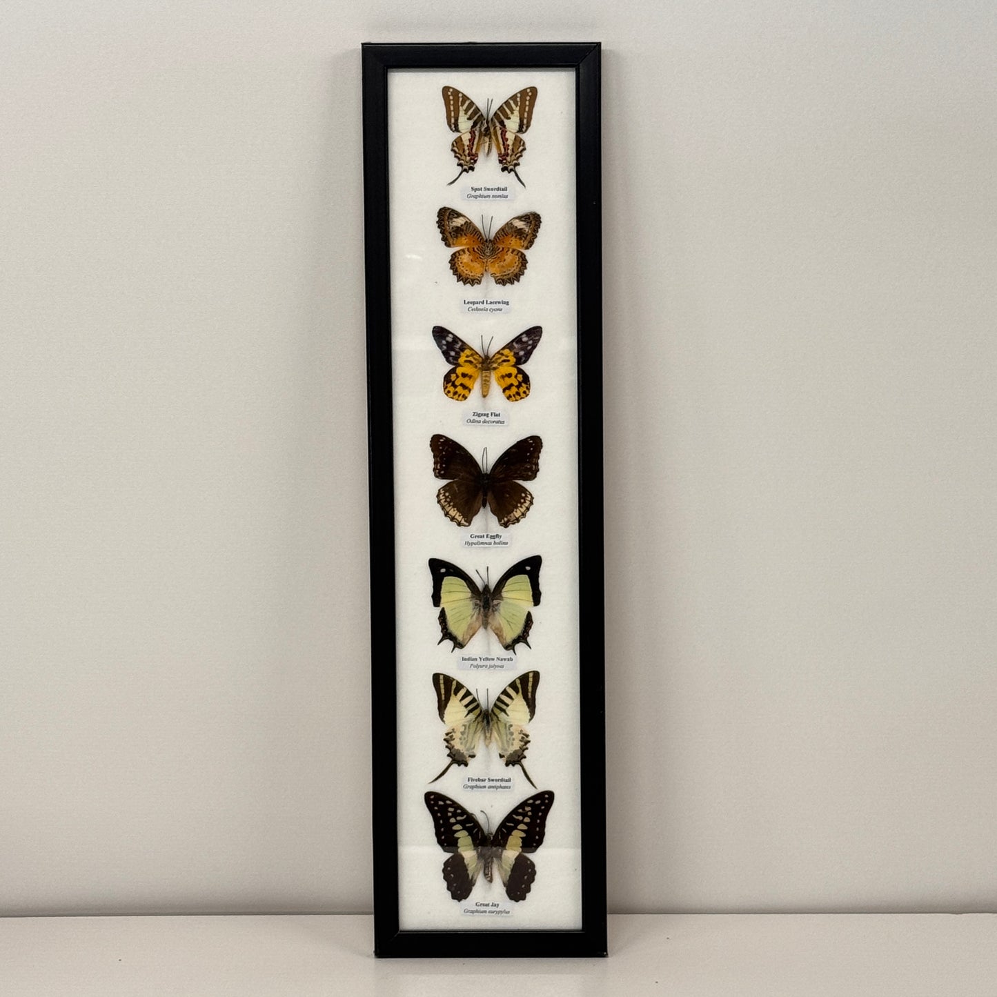 Lijst met 7 verschillende vlinders