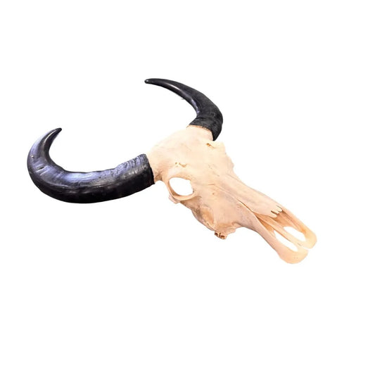 Echte buffelschedel voor aan de muur