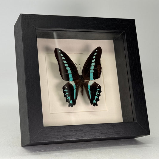 Graphium sarpedon in lijst 16x16 cm