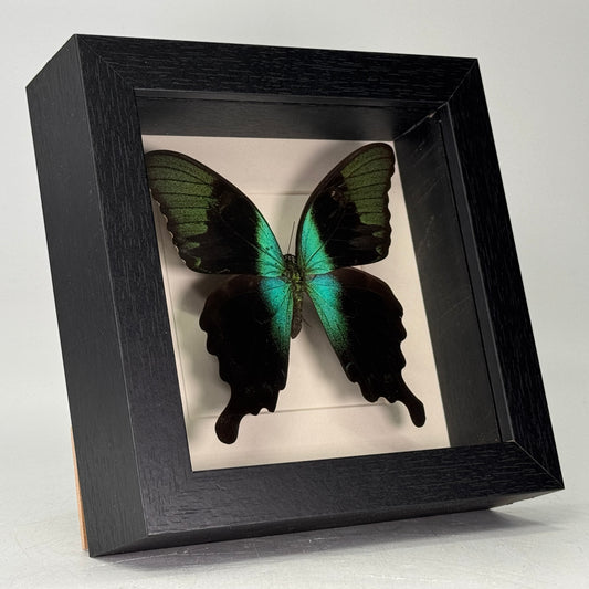 Papilio peranthus in lijst 16x16 cm