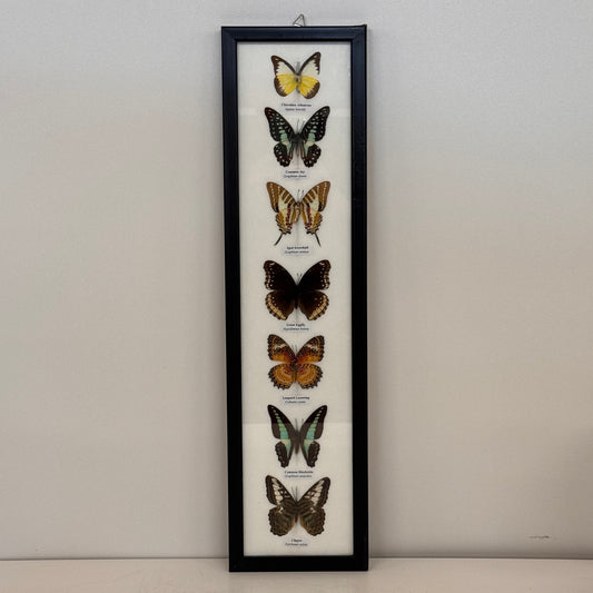 Lijst met 7 Opgezette Vlinders