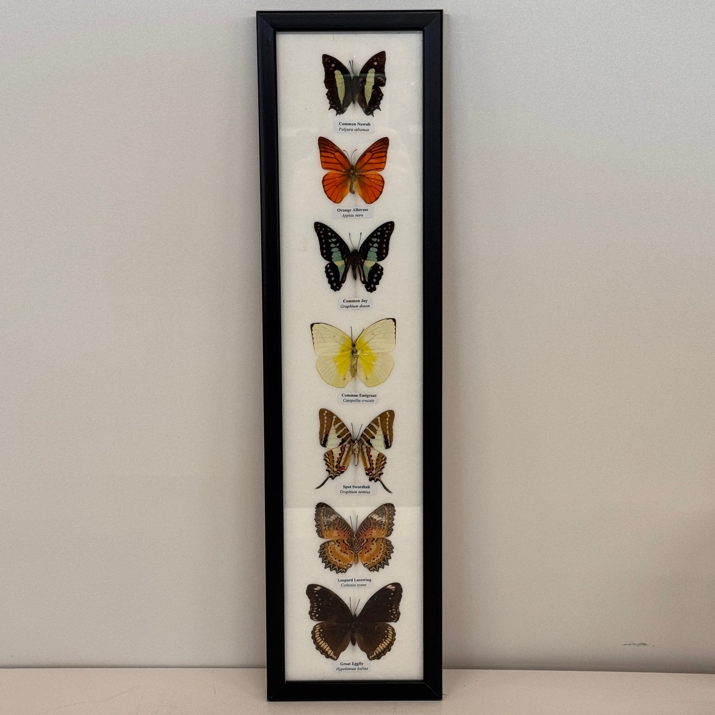 Lijst met 7 Opgezette Vlinders