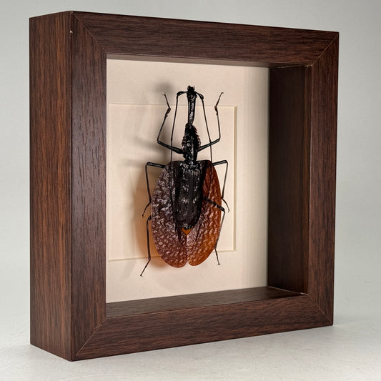 Vioolkever – Mormolyce phyllodes | Luxe Diepe Lijst