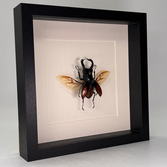 Hexartrius parryi – Vliegend hert in luxe diepe lijst