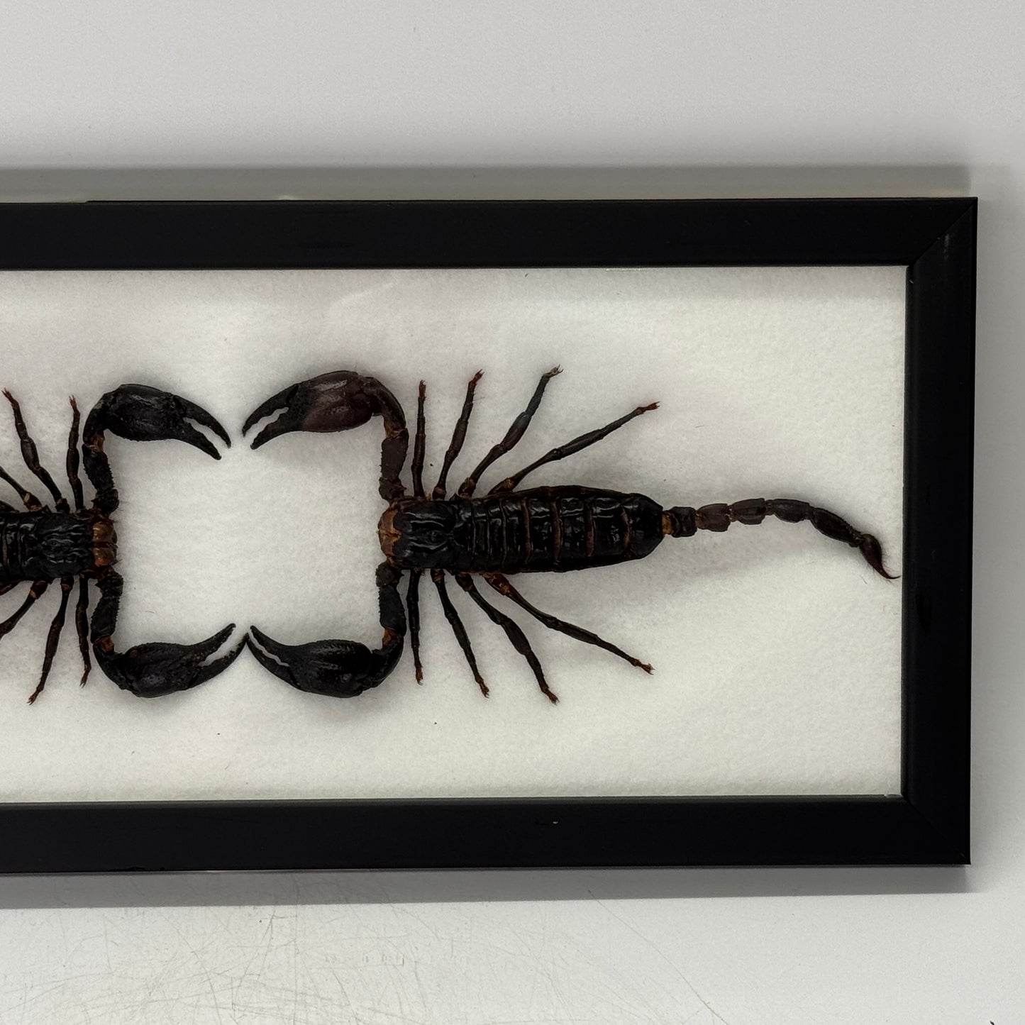 Dubbele opgezette schorpioen in lijst 33x15 cm