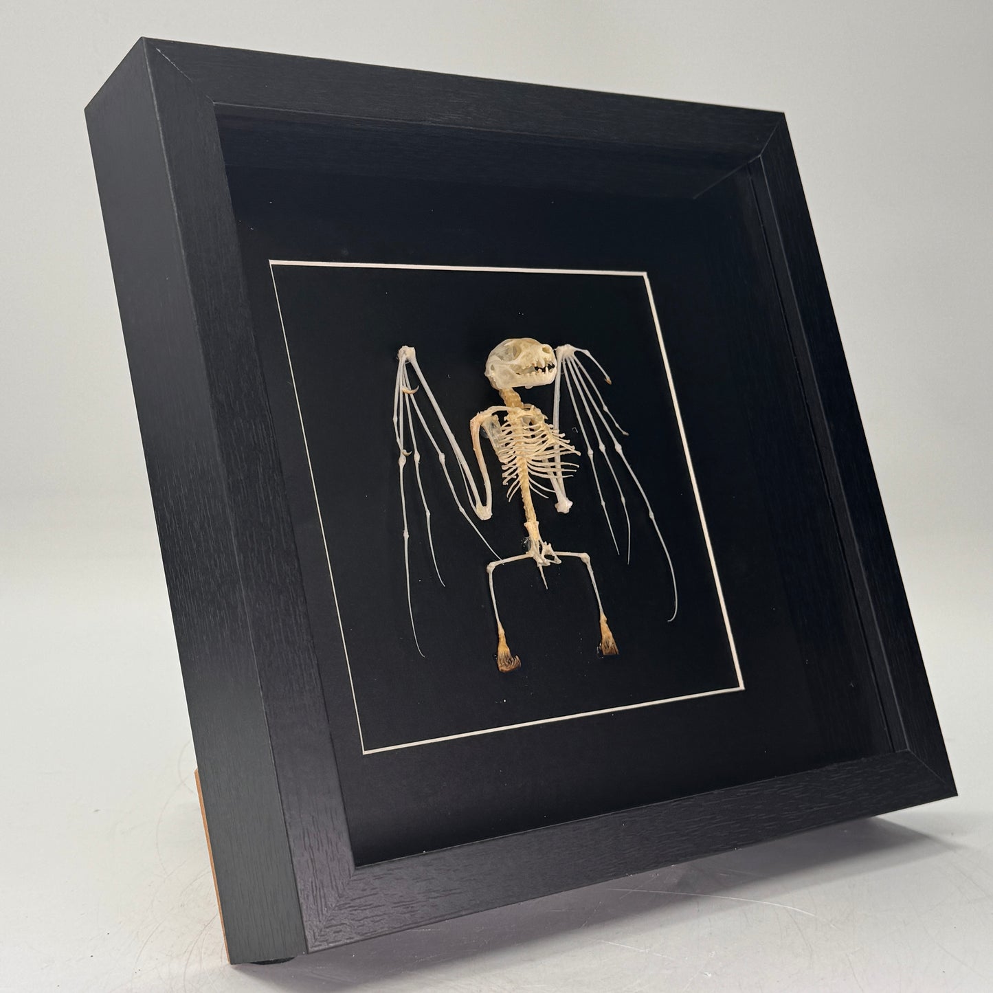 Cynopterus minutus – Vleermuisskelet in luxe lijst