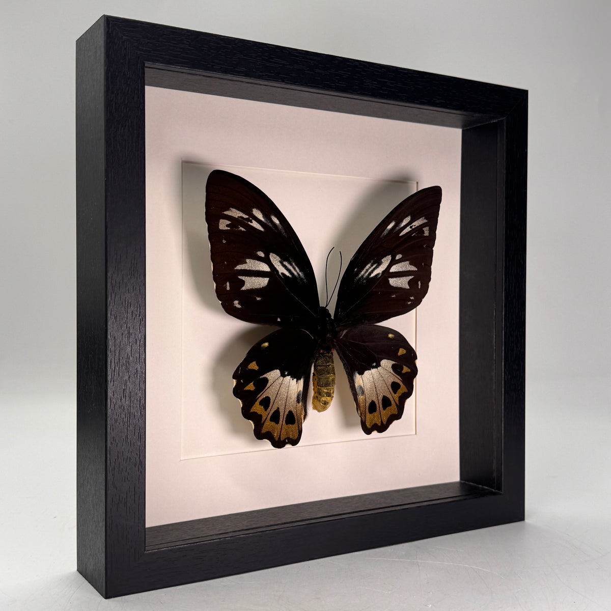 Ornithoptera priamus (femelle) dans un cadre 25x25 cm