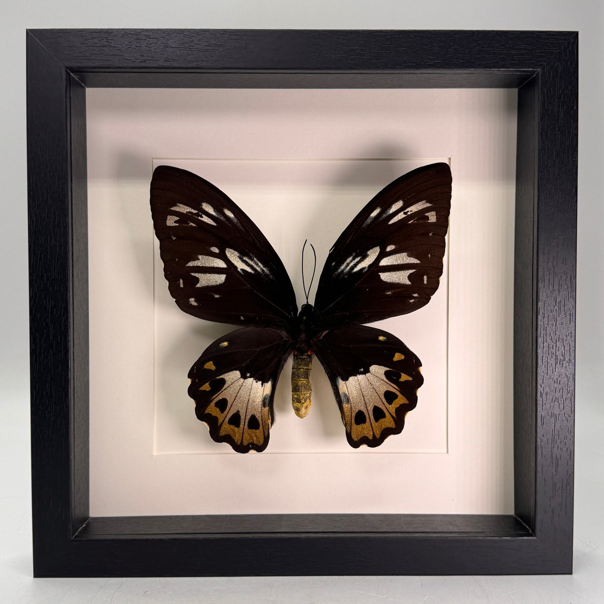 Ornithoptera priamus (femelle) dans un cadre 25x25 cm