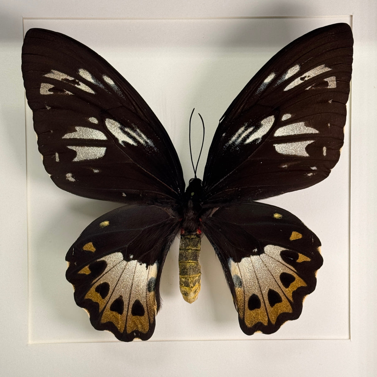 Ornithoptera priamus (femelle) dans un cadre 25x25 cm