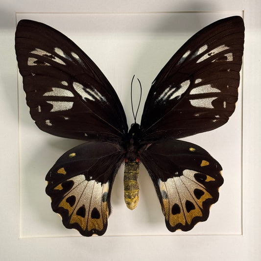 Ornithoptera priamus (vrouw) in lijst 25x25 cm