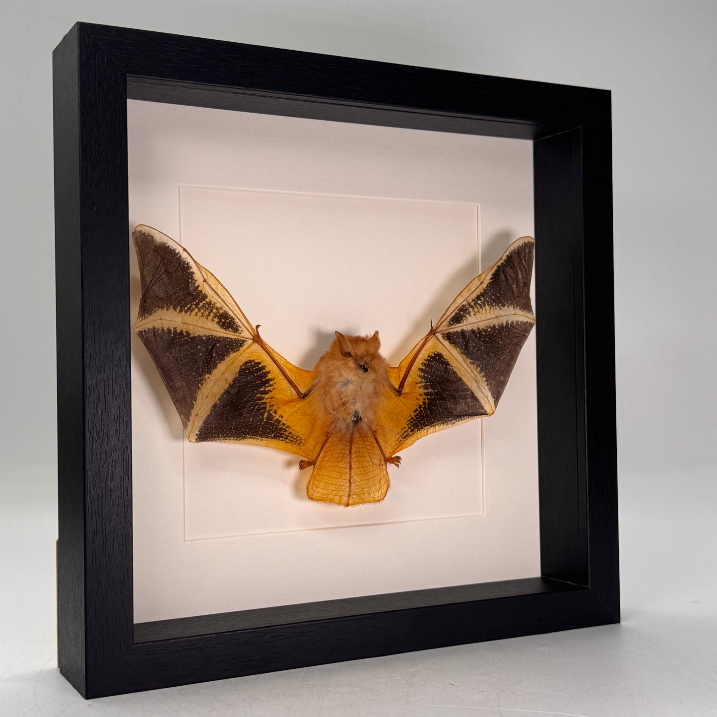 Kerivoula picta – “Painted Bat” in luxe lijst