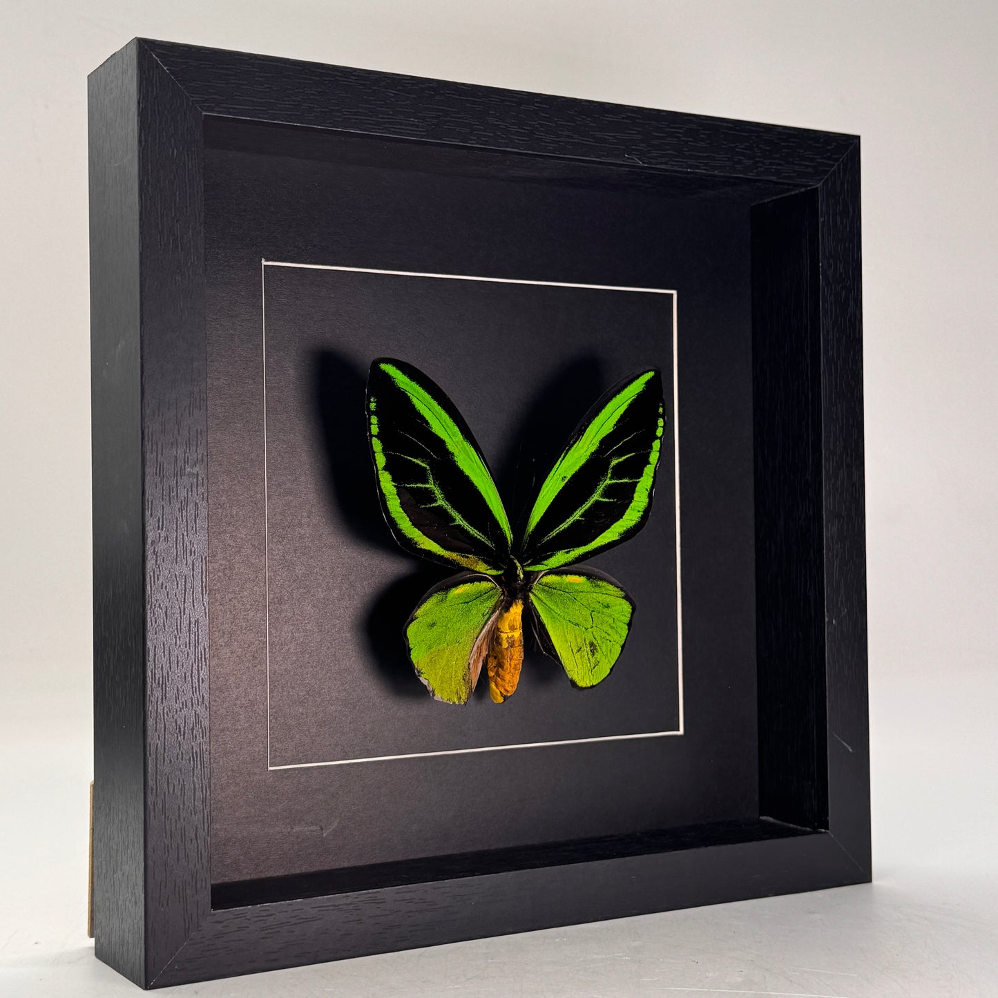 Ornithoptera priamus (man) in lijst 25x25 cm