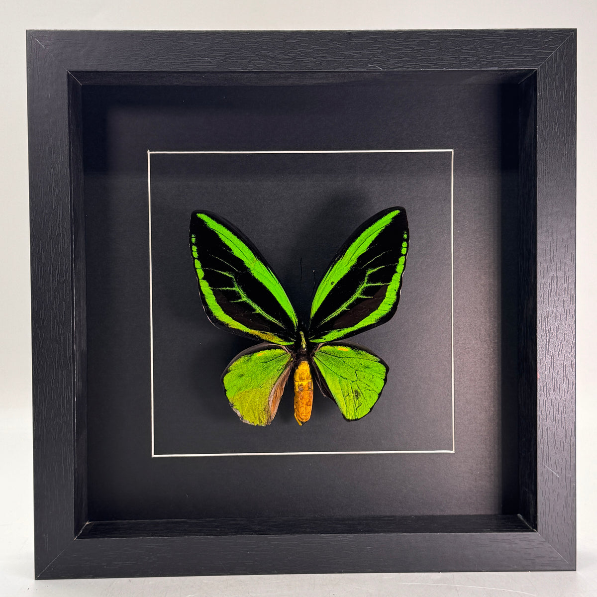 Ornithoptera priamus (mâle) dans un cadre 25x25 cm