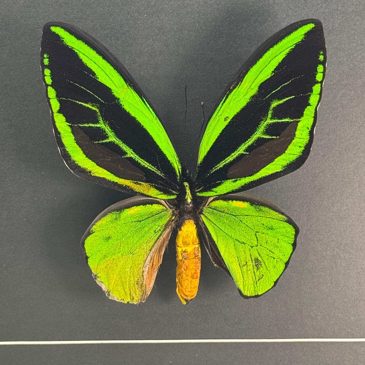 Ornithoptera priamus (mâle) dans un cadre 25x25 cm