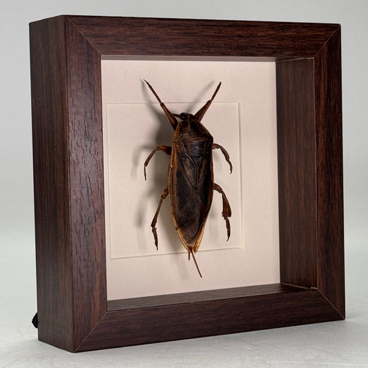 Opgezette Reuzenwaterwants in Luxe Diepe Lijst – 16×16×4,5 cm