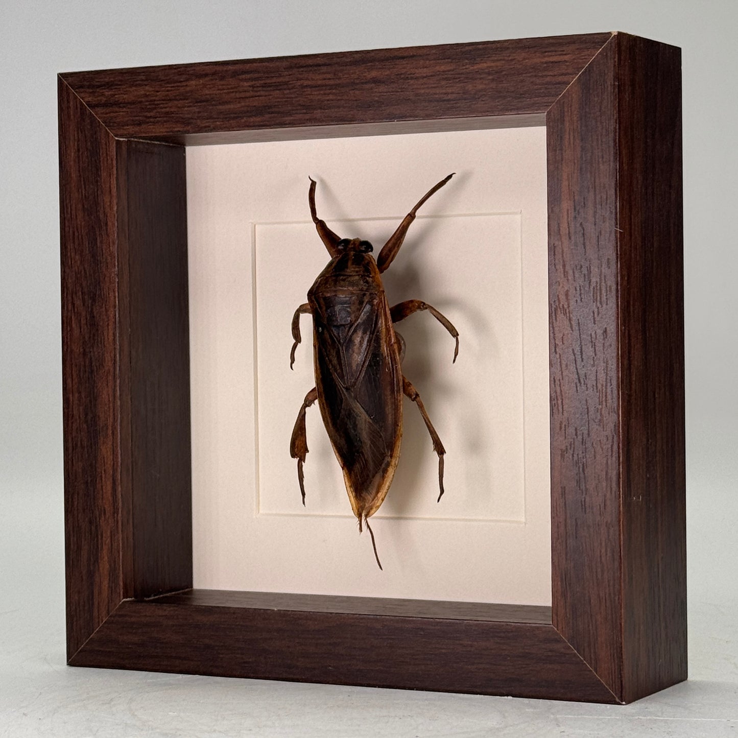 Opgezette Reuzenwaterwants in Luxe Diepe Lijst – 16×16×4,5 cm