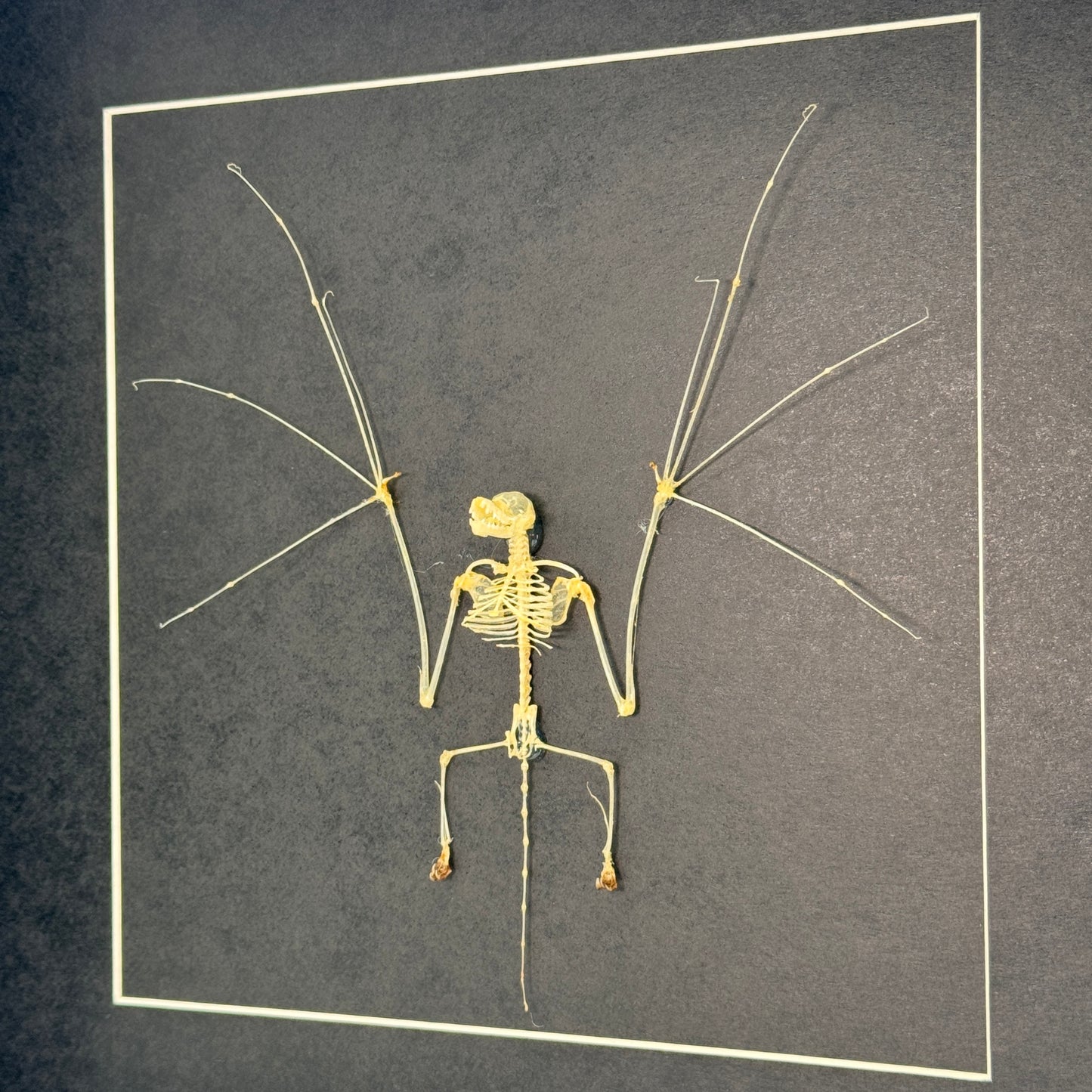 Vleermuisskelet – Pipistrellus imbricatus – In Luxe Diepe Lijst (25×25×4,5 cm)