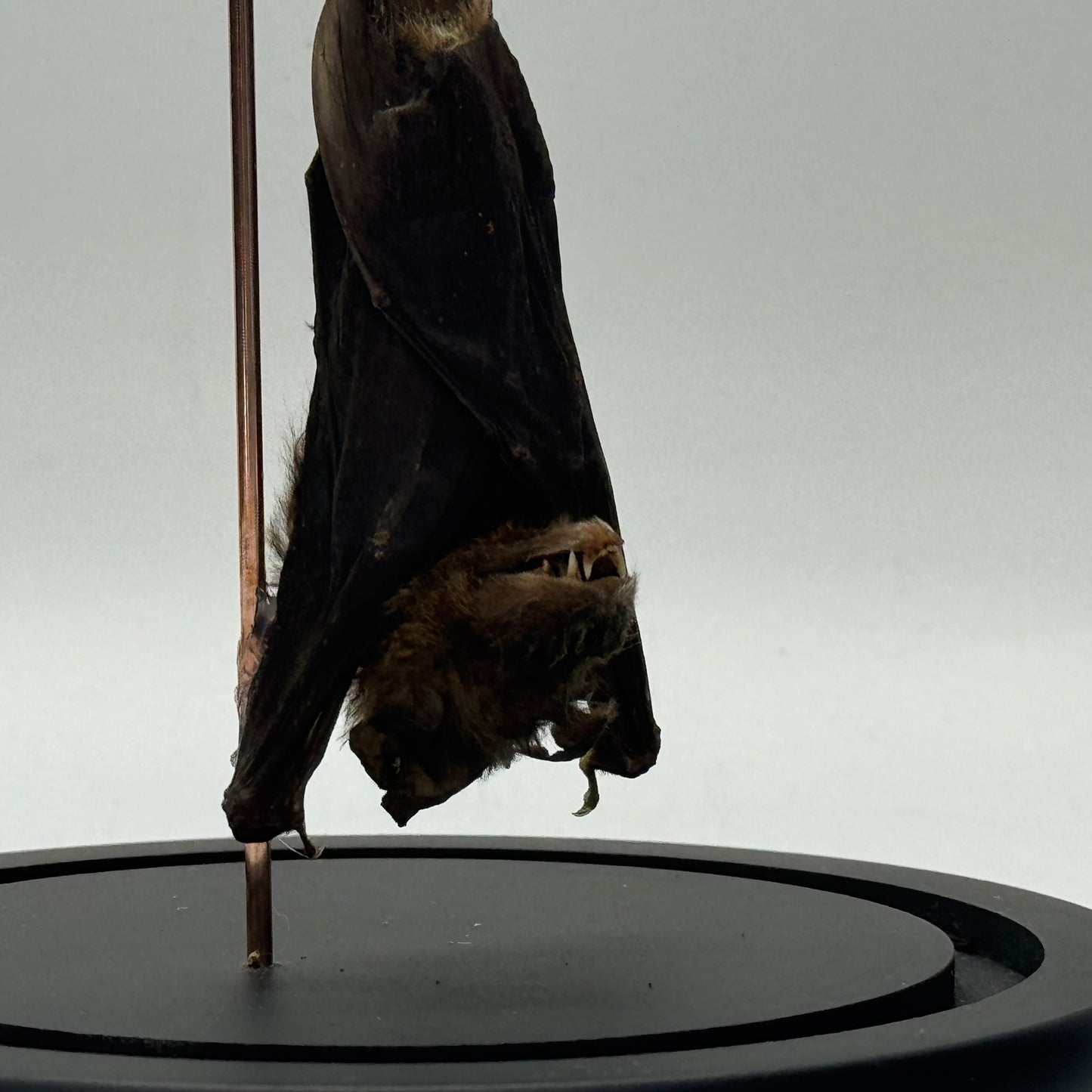 Hangende vleermuis (Pipistrellus kuhlii) in glazen stolp