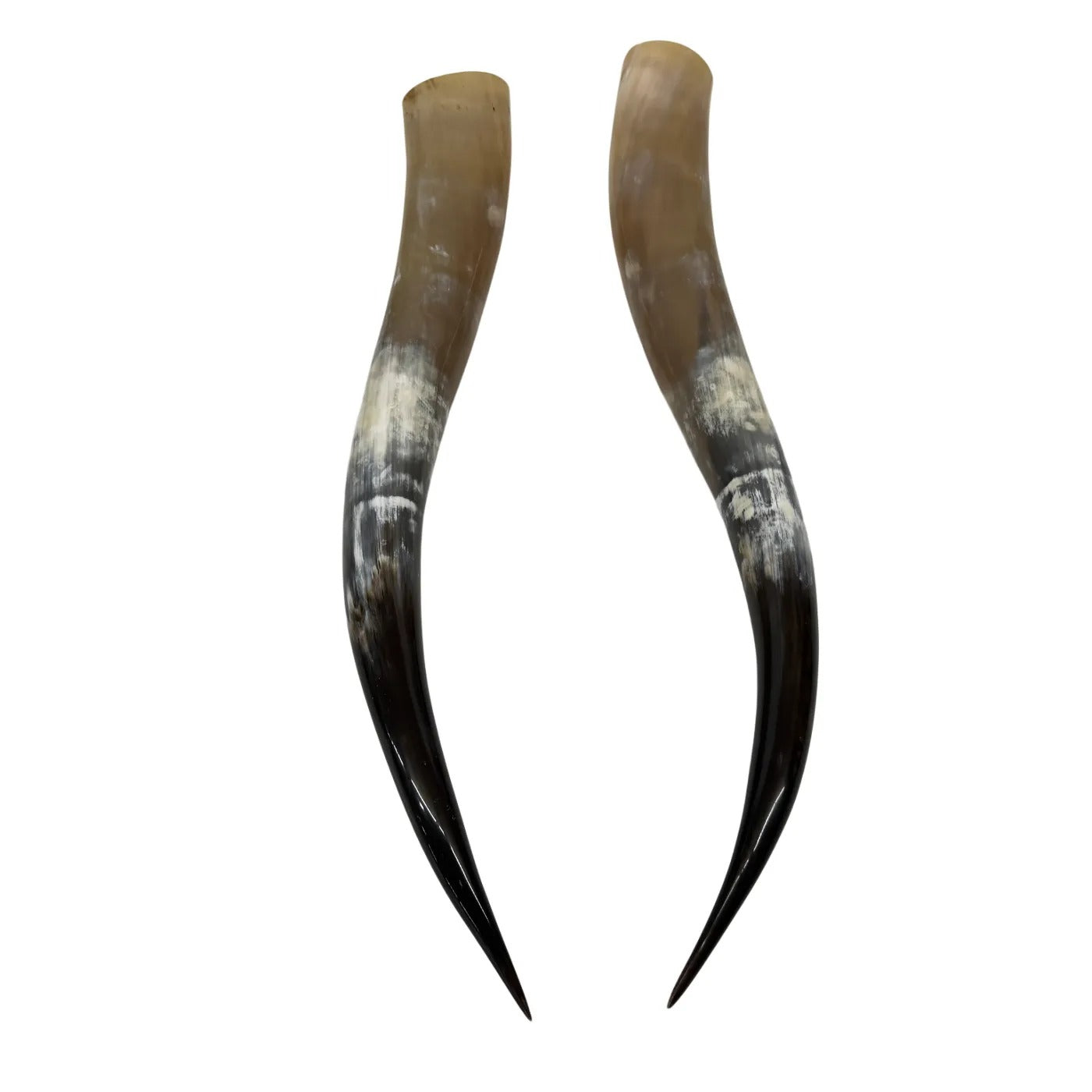 Longhorn Hoorn set – Gepolijst & Natuurlijk 65 cm