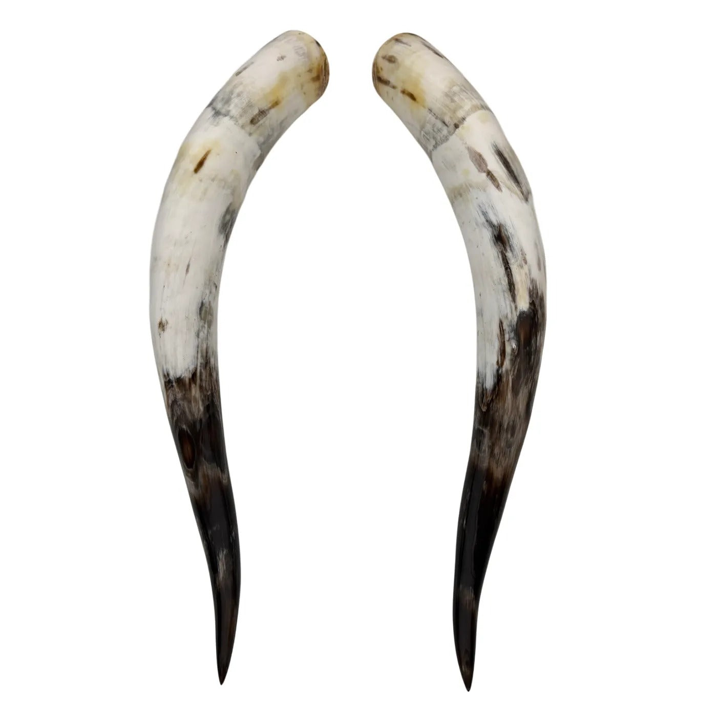 Longhorn Hoorn set – Gepolijst & Natuurlijk 66 cm