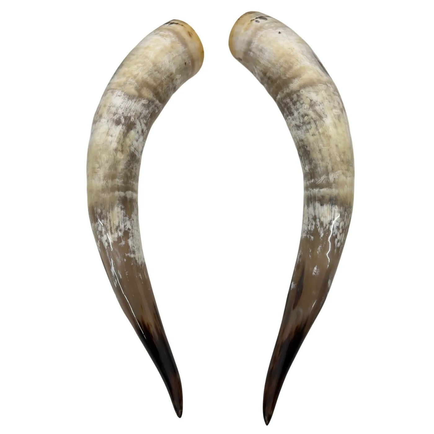 Longhorn Hoorn set – Gepolijst & Natuurlijk 71 cm