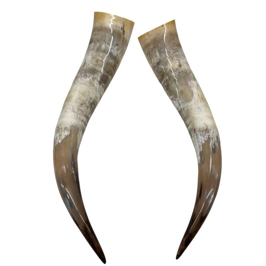 Longhorn Hoorn set – Gepolijst & Natuurlijk 71 cm