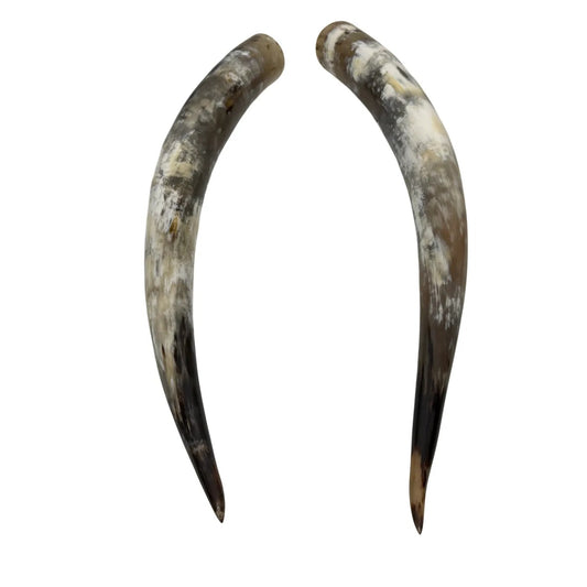 Longhorn Hoorn set – Gepolijst & Natuurlijk 69 cm