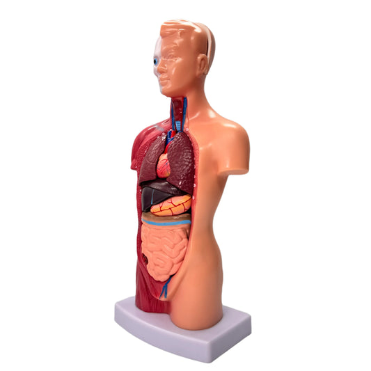 Menselijk Torso Model 28 cm - Anatomie Afneembare Organen Skelet Model - 15-delig set