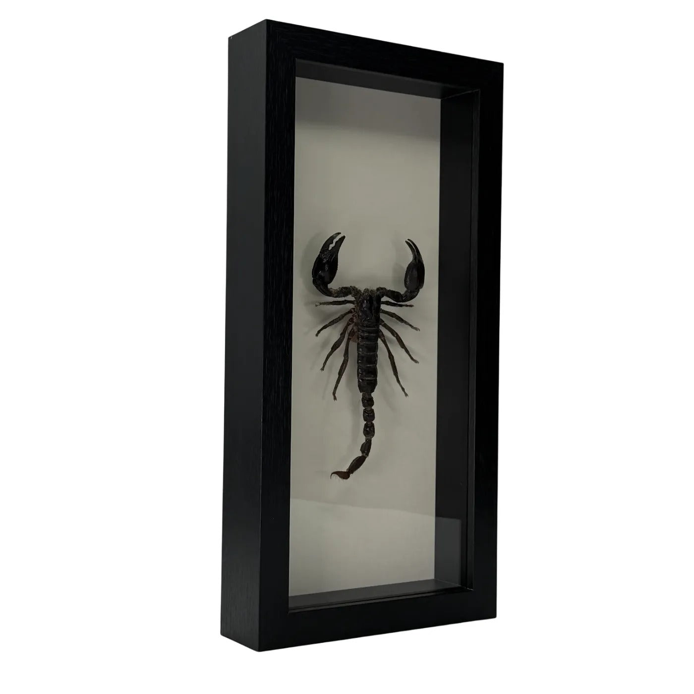 Beautiful mounted scorpion in rectangular frame - 33x16 cm