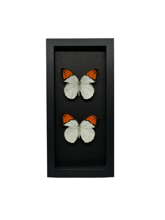 Twee Hebomoia Glaucippe Vlinders in Lijst – Zwarte Lijst – 33x16 cm