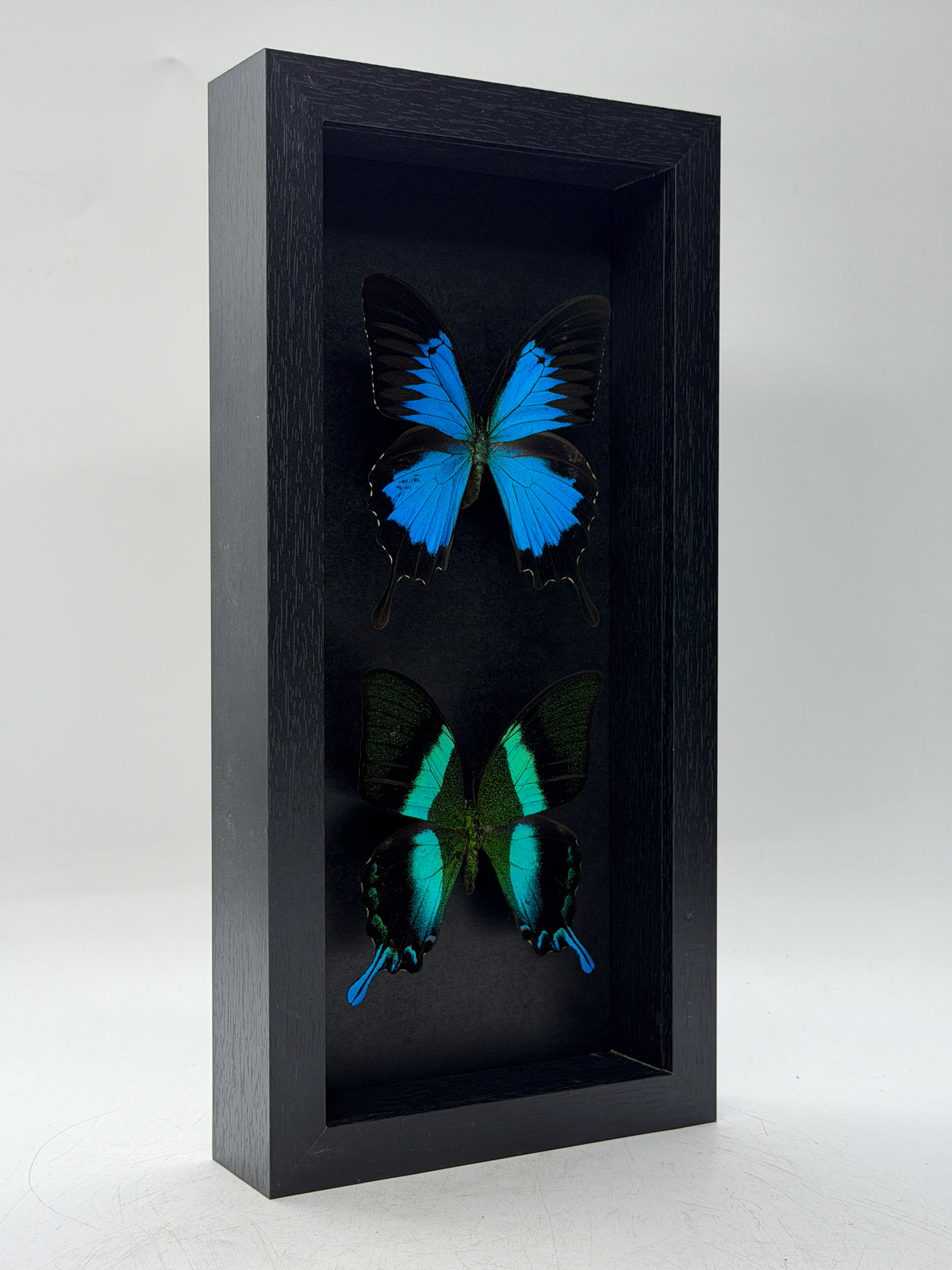 Papilio ulysses et Papilio blumei dans un cadre de luxe