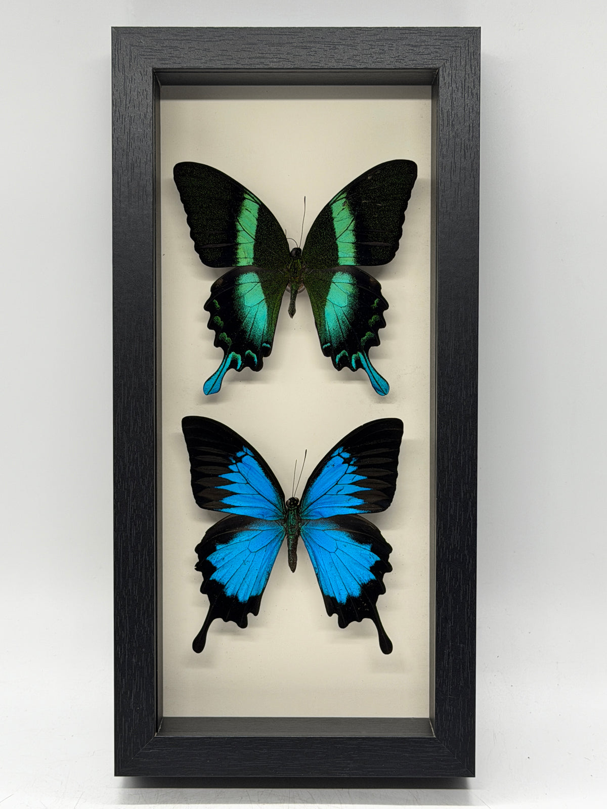 Papilio ulysses et Papilio blumei dans un cadre de luxe