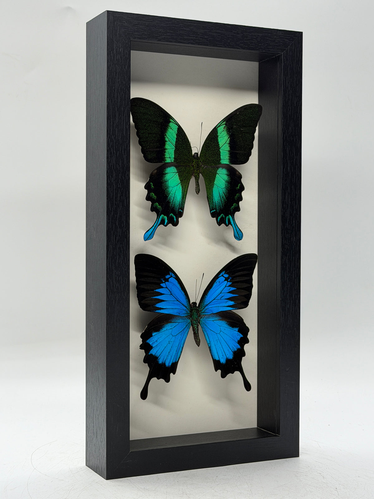 Papilio ulysses et Papilio blumei dans un cadre de luxe