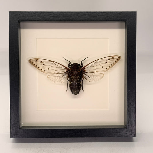 Pomponia merula in diepe lijst 25x25 cm