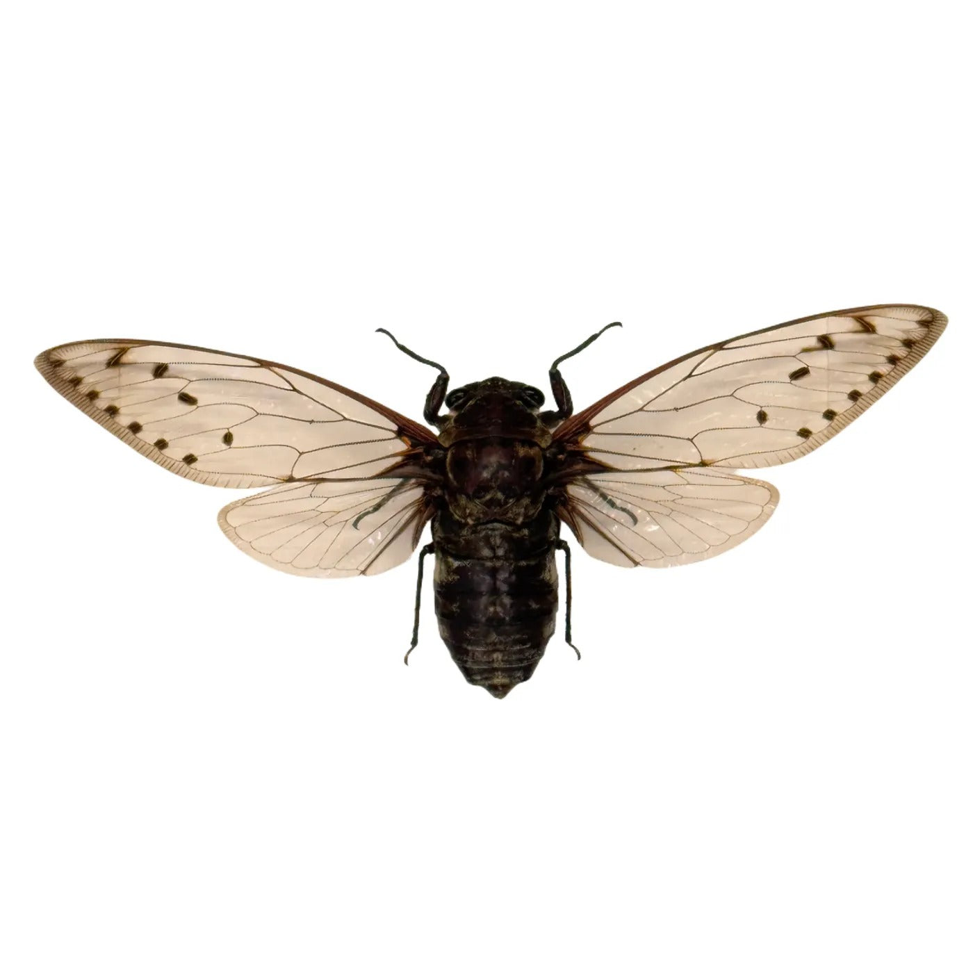 Pomponia merula in diepe lijst 25x25 cm