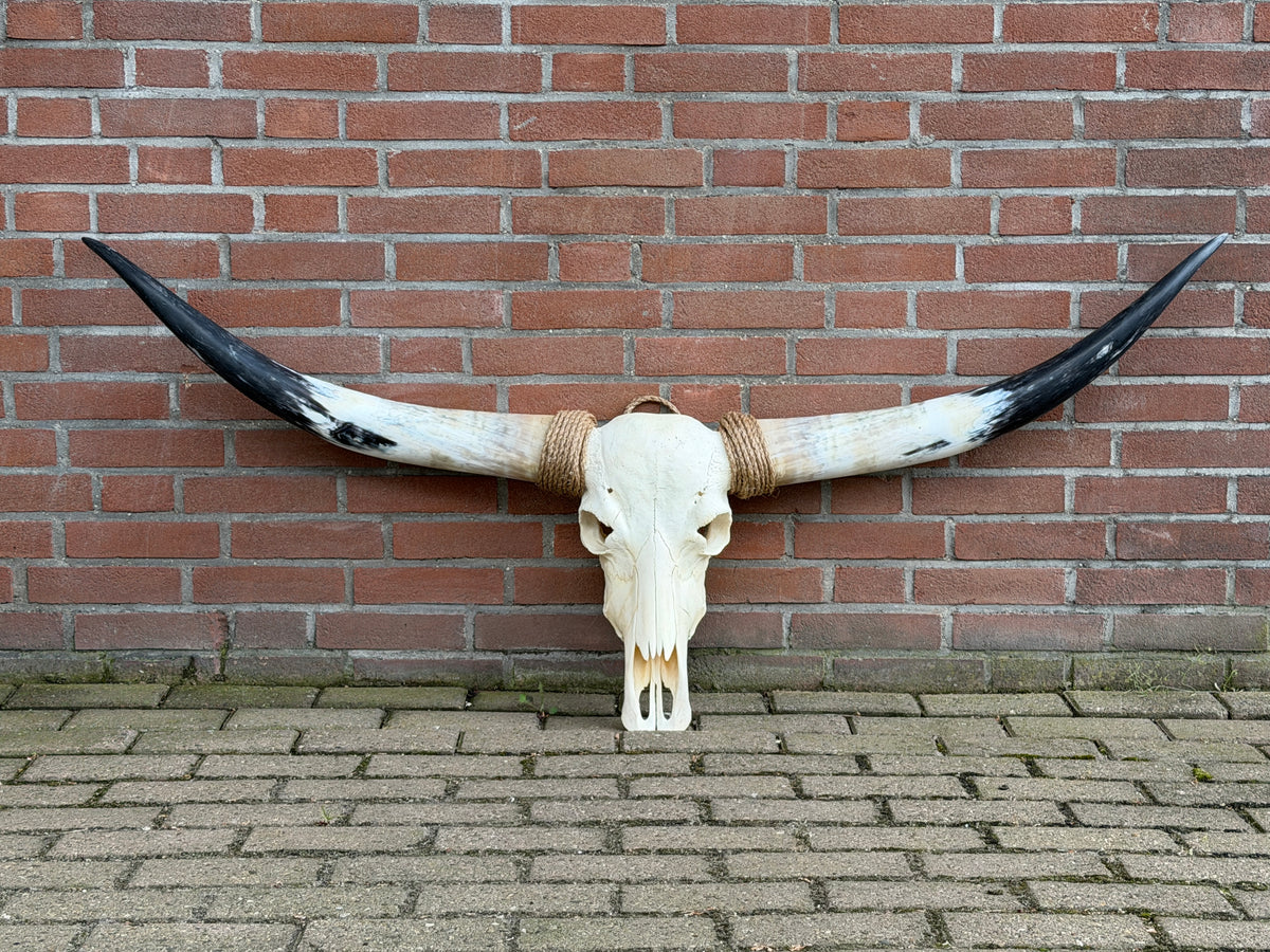 Longhorn schedel