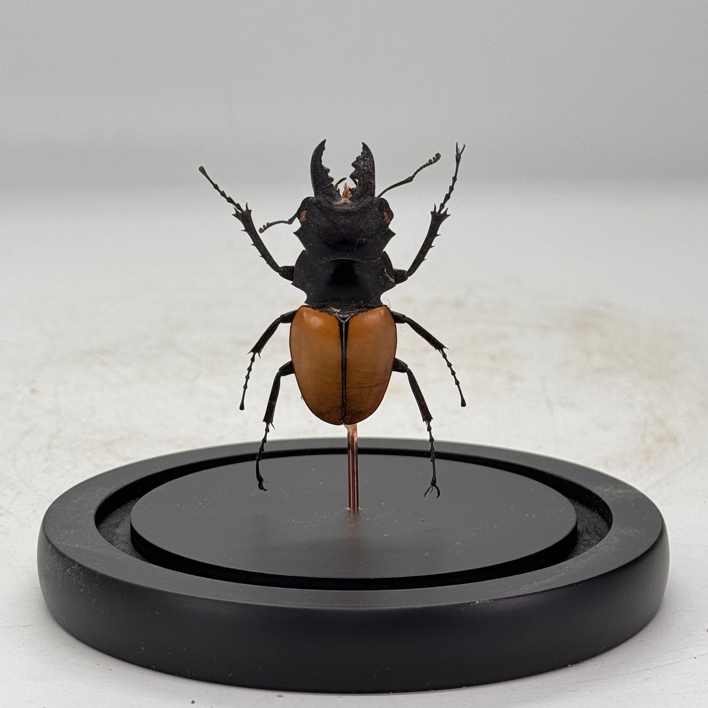 Odontolabis lacordairei in glazen stolp - kever - vliegend hert